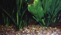 Einige Vallisneria und eine kleine Amazonas